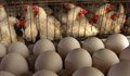 Яйцата на кокошки с птичи грип не са опасни!