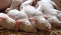 Близо 30% от свиневъдството у нас е в Русенско