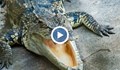 Крокодил напада кола