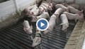 Напрежение сред свиневъдите в Русенско