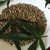 Ветрове от България носели семена канабис в Турция