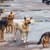 Бездомните кучета в Русе са намалели 5 пъти