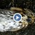Масова смърт на птици в Лесопарка