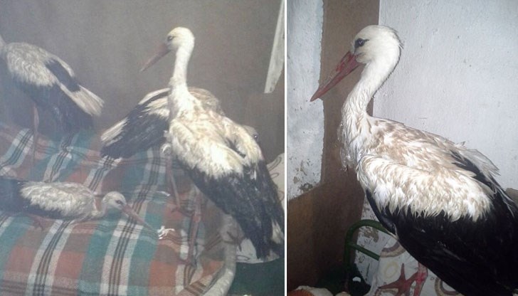 Телефони на екоинспеции от Североизточна България, където може да подавате сигнали Телефони на екоинспеции от Североизточна България, където може да подавате сигнали