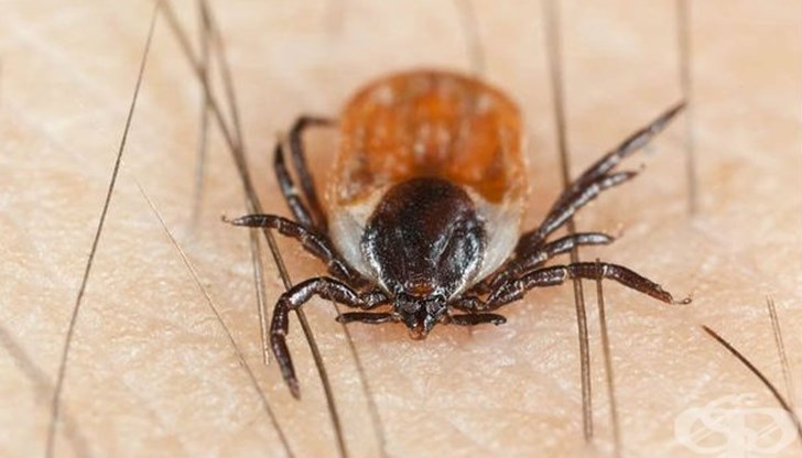 Въпреки, че сезонът на кърлежите все още не е дошъл, вече има случай на ухапване Въпреки, че сезонът на кърлежите все още не е дошъл, вече има случай на ухапване