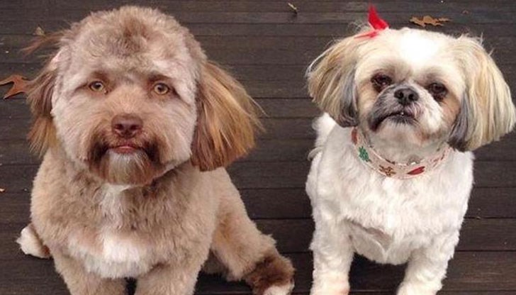 Кучето има мили и изразителни очи и да, изглежда сякаш всеки момент ще проговори Кучето има мили и изразителни очи и да, изглежда сякаш всеки момент ще проговори