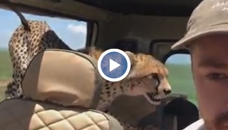 Хищникът, тръгнал на лов, скочи в джип, докато в него има човек