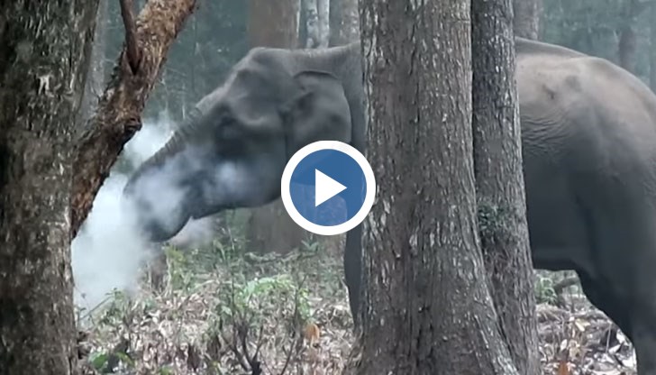 Слоницата придърпва с хобот пепел до устата си и я издухва с кълба от дим