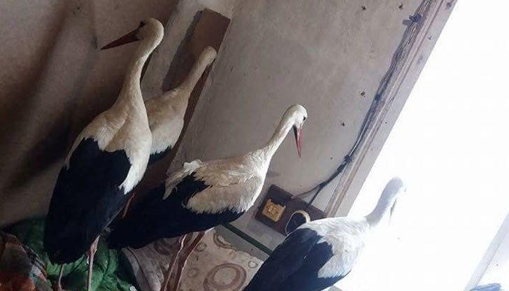 Какво ще случи със спасените от добри хора птици в село Зарица
