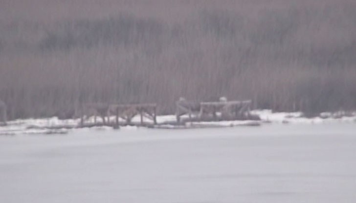 Животните са достигнали до гнездящите птици  по леда