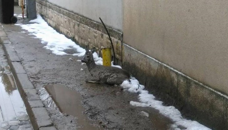 Животинчето е сериозно ранено, което наложило да бъде направена операция в специална клиника