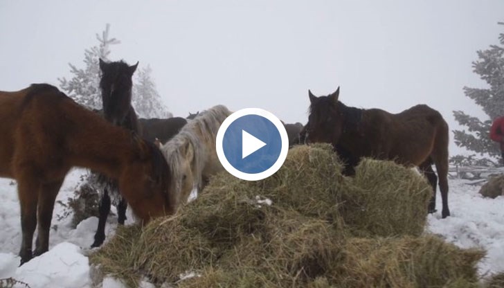 Прокуратурата се заема с жестокия случай на измрелите от глад коне