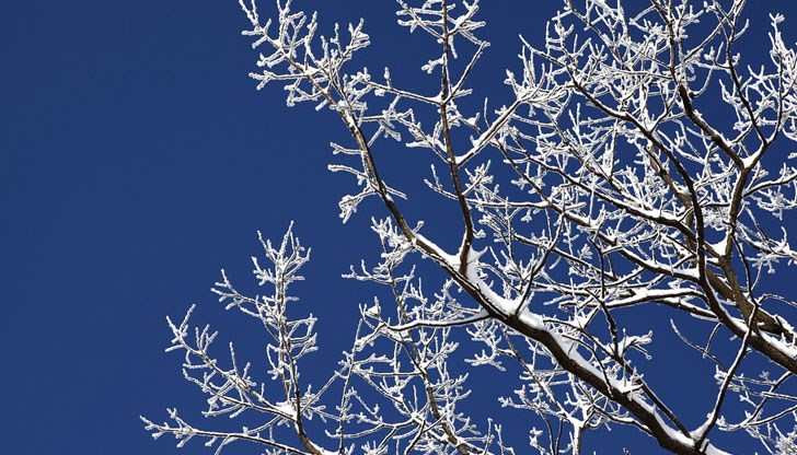 Трудна година се очертава за овощарите след пораженията от ниските температури в началото на март Трудна година се очертава за овощарите след пораженията от ниските температури в началото на март