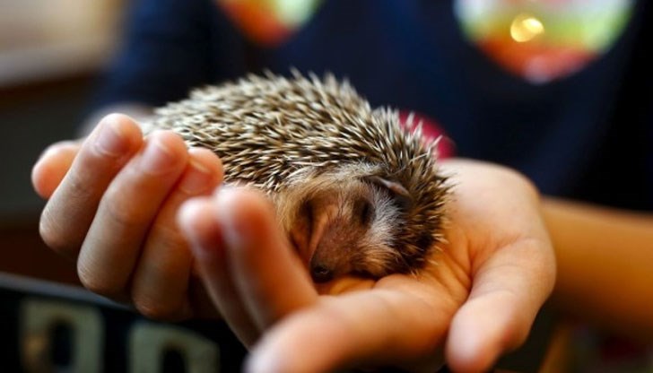 Тъй като животните са от защитен вид, те са иззети и предадени на експерт от РИОСВ Тъй като животните са от защитен вид, те са иззети и предадени на експерт от РИОСВ