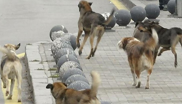 9-годишно дете било нахапано от бездомно куче миналото лято