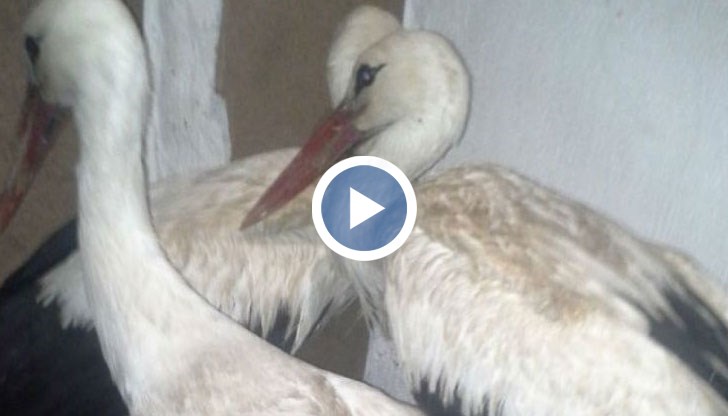 До момента над 70 щъркели са спасени от хора