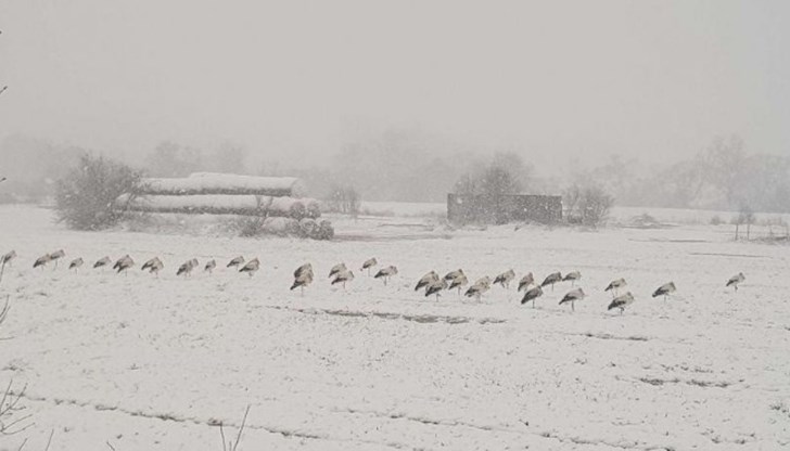 Зелените организации, които получават милиони изглеждат незаинтересовани