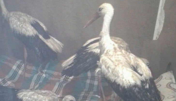 Птиците бяха сковани от студ и замръзнали от поледицата