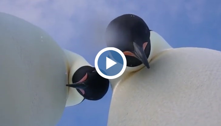 Двата императоркски пингвина намерили камерата на изследователи и започнали да я разглеждат