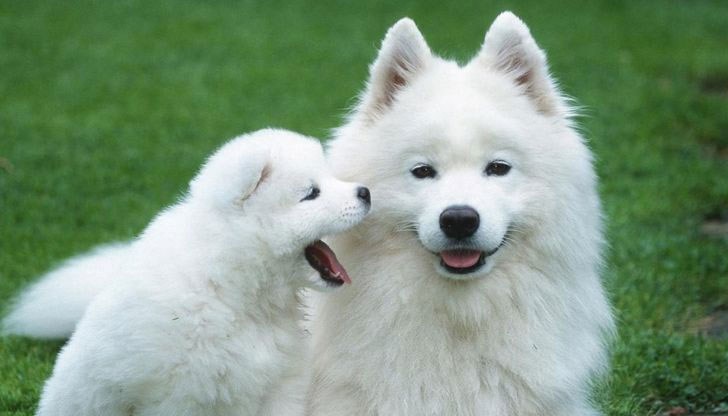 Изложбата е организирана от Федерация по кинология за европа Терра Тангра Изложбата е организирана от Федерация по кинология за европа Терра Тангра