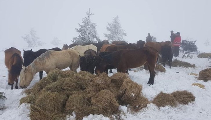 Поради лошите метеорологични условия днес служителите не са успели да достигнат до животните и да извършат проверка
