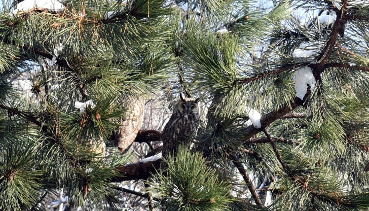 Любопитното е, че бухалите винаги са обърнати към класните стаи, а не към улицата