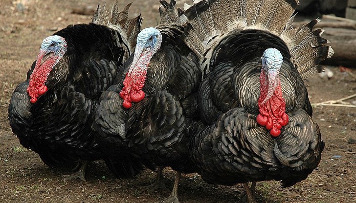 Историята изглежда комична, но е част от селската идилия у нас