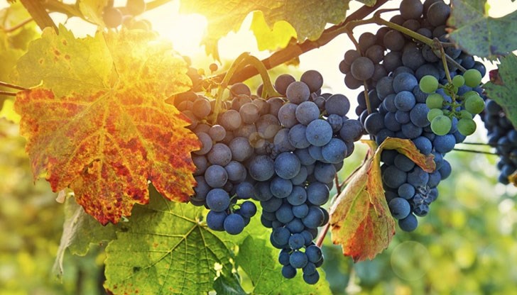 Вкусният плод е един от най-добрите противовъзпалителни хранителни продукти Вкусният плод е един от най-добрите противовъзпалителни хранителни продукти