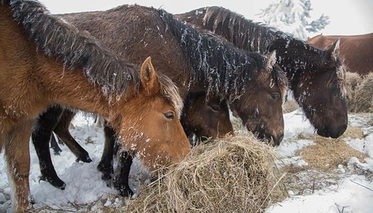 Агенция за безопасността на храните се разработи след смъртта на коне в Осоговската планина