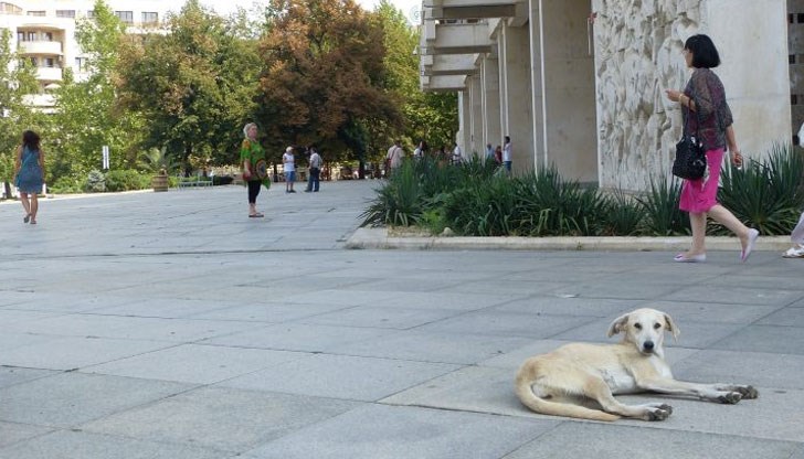 Над 10 000 са кучетата по улиците на големите градове в страната