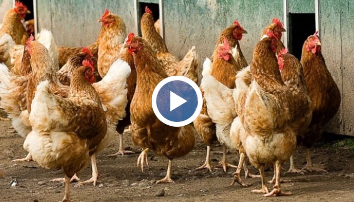 Още толкова предстои да бъдат умъртвени