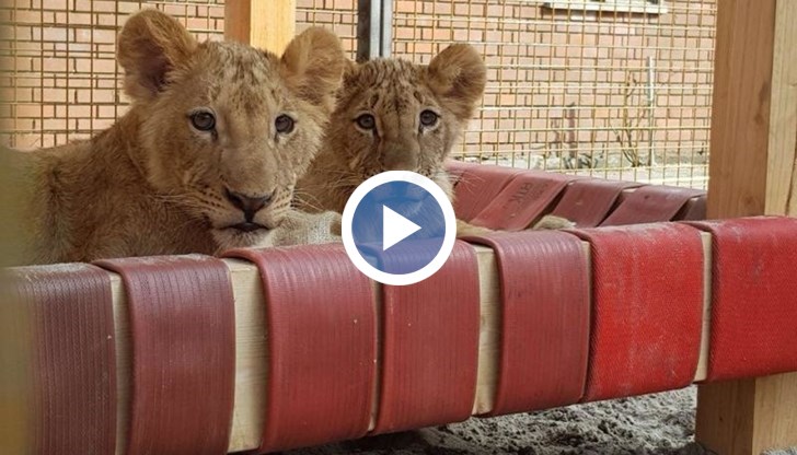 Съдбата на двете лъчета развълнува хиляди в България