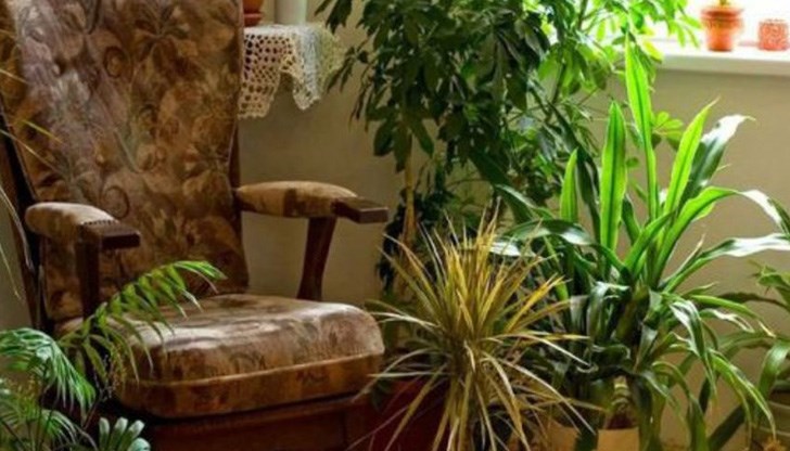 Кои цветя не се препоръчват за отглеждане в апартамент?