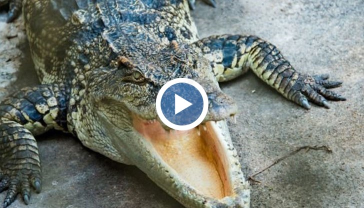 Шофьорът се прости с по-голямата част от предницата на автомобила си