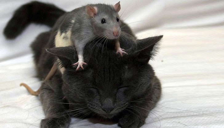 В Държавата Плъх разцъфтява и политическото хулиганство В Държавата Плъх разцъфтява и политическото хулиганство