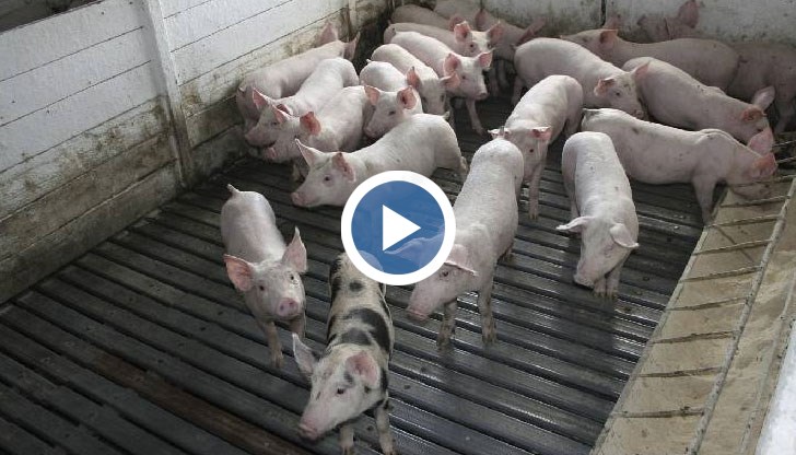 Една болна дива свиня е достатъчна, за да бъдат избити хиляди домашни животни