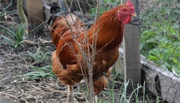 Яйцата са по-дребни от стандартните и нямат жълтък Яйцата са по-дребни от стандартните и нямат жълтък