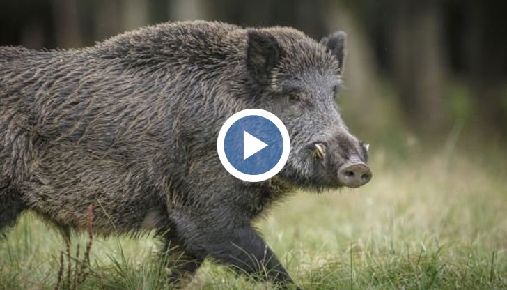 Трето огнище на заразата е установено преди дни и в Румъния