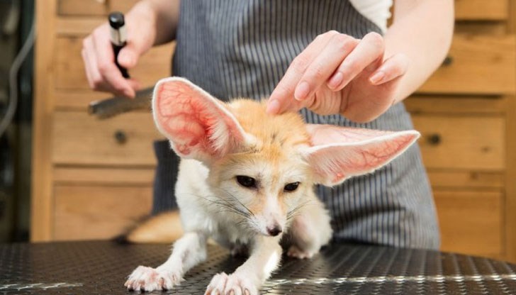 Китайците обичат да имат домашни любимци, дори видове които са вписани в Червената книга
