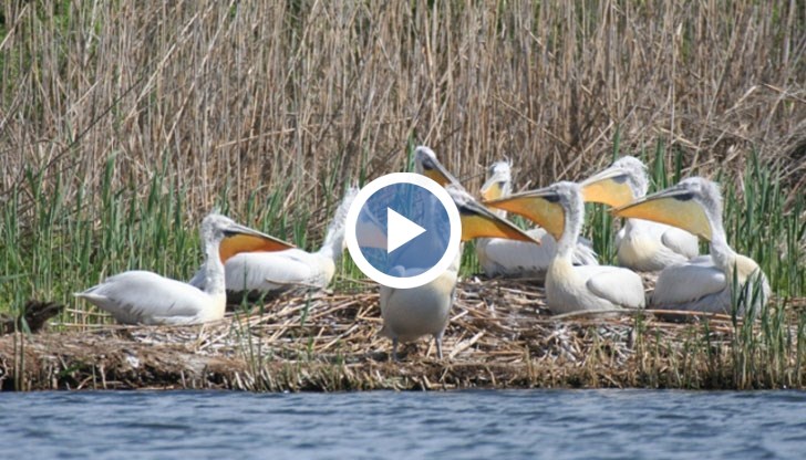 Екоинспекцията в Русе ги хванала в крачка