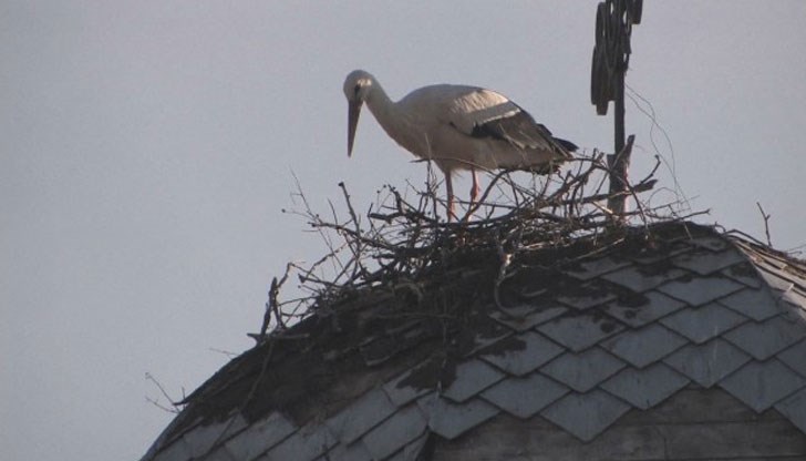 Гнездото на инатливата птица трябвало да бъде преместено заради ремонт на пострадалия от ветровете купол на църквата в село Бял Извор