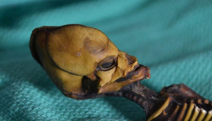 Миниатюрен 15-сантиметров скелет с конусовидна глава като на извънземно бе открит в пустиня в Чили