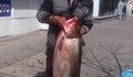 Рибар улови 12-килограмов толстолоб в Дунав