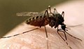 Витамин В1 държи комарите "в шах"