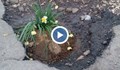 Нарциси украсиха огромна дупка в Русе