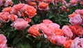 Българи правят розова градина в Лондон