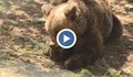 Отварят парка за танцуващи мечки в Белица