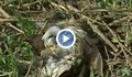 Десетки птички лежат мъртви край Басарбовския манастир