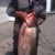 Рибар улови 12-килограмов толстолоб в Дунав