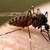 Витамин В1 държи комарите "в шах"